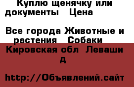 Куплю щенячку или документы › Цена ­ 3 000 - Все города Животные и растения » Собаки   . Кировская обл.,Леваши д.